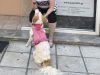 Η Τζουτζούκα προσκυνάει τις Χωριάτικες Πίτες Πασχάλης Η Τζουτζούκα προσκυνάει τις Χωριάτικες Πίτες Πασχάλης